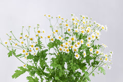 Tanacetum Single Vegmo