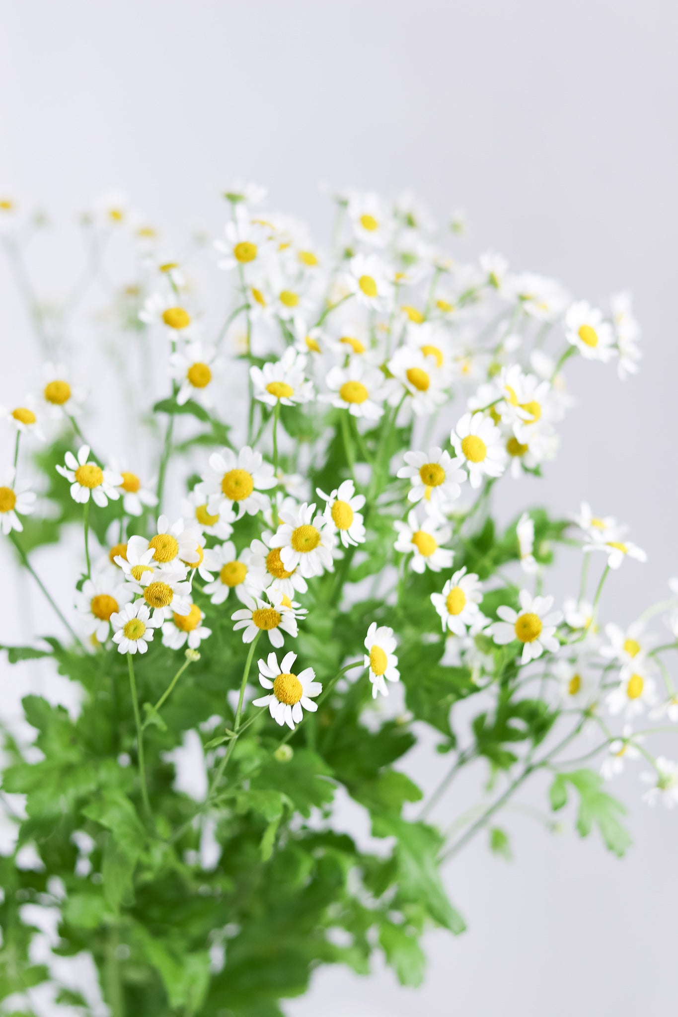 Tanacetum Single Vegmo