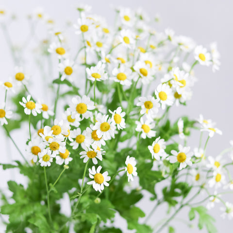 Tanacetum Single Vegmo