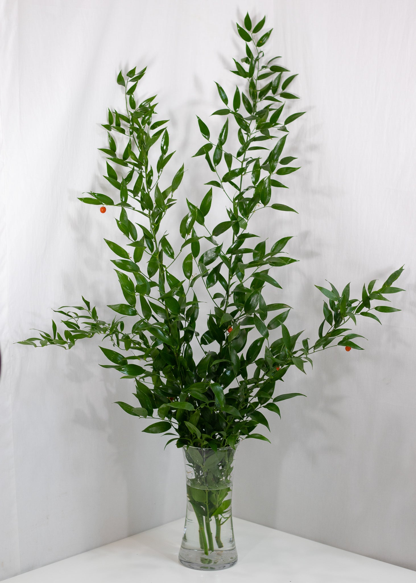 Italian Ruscus