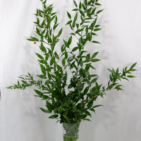 Italian Ruscus