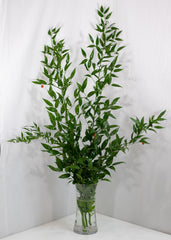 Italian Ruscus