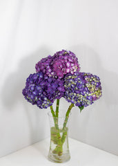 Hydrangea
