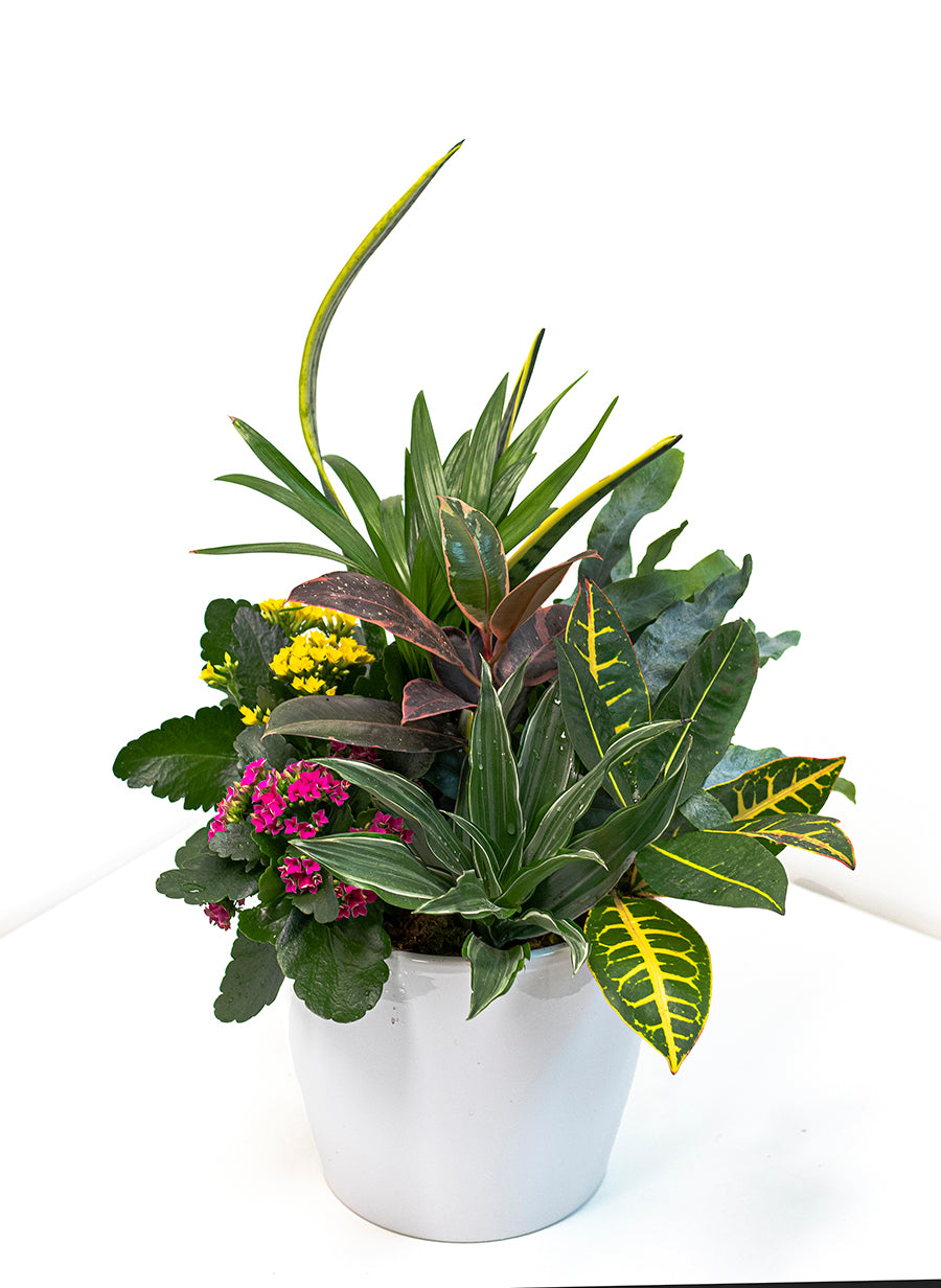 Assorted Plant Arrangement