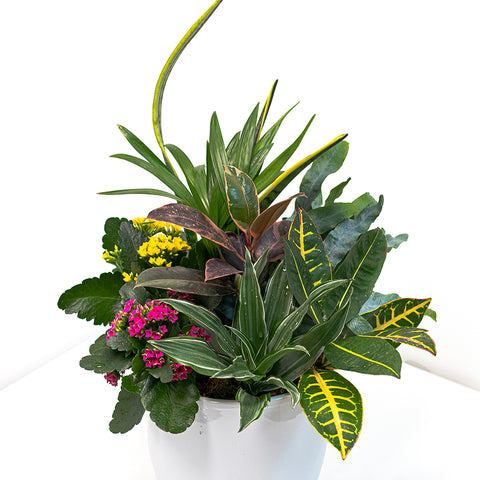 Assorted Plant Arrangement