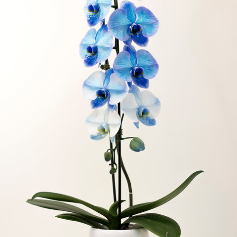 Large Dyed Blue Orchid with pot