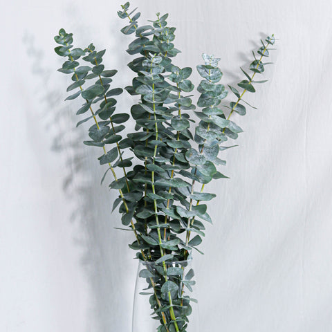 Eucalyptus True Blue