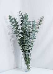 Eucalyptus True Blue