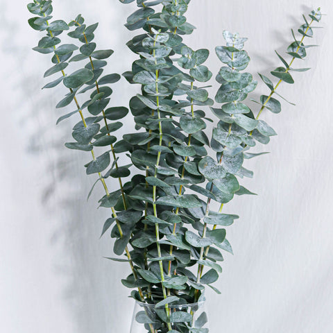 Eucalyptus True Blue