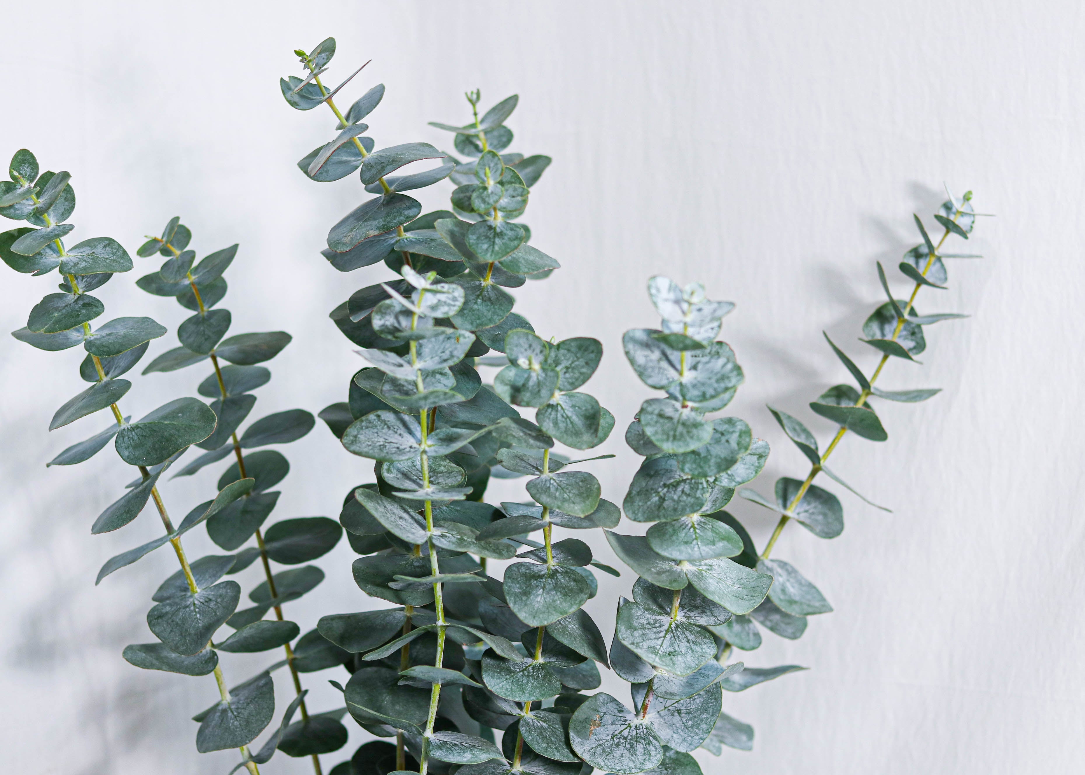 Eucalyptus True Blue