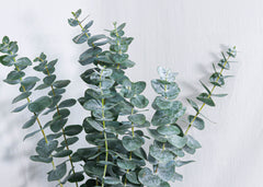 Eucalyptus True Blue