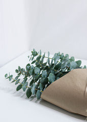 Eucalyptus True Blue