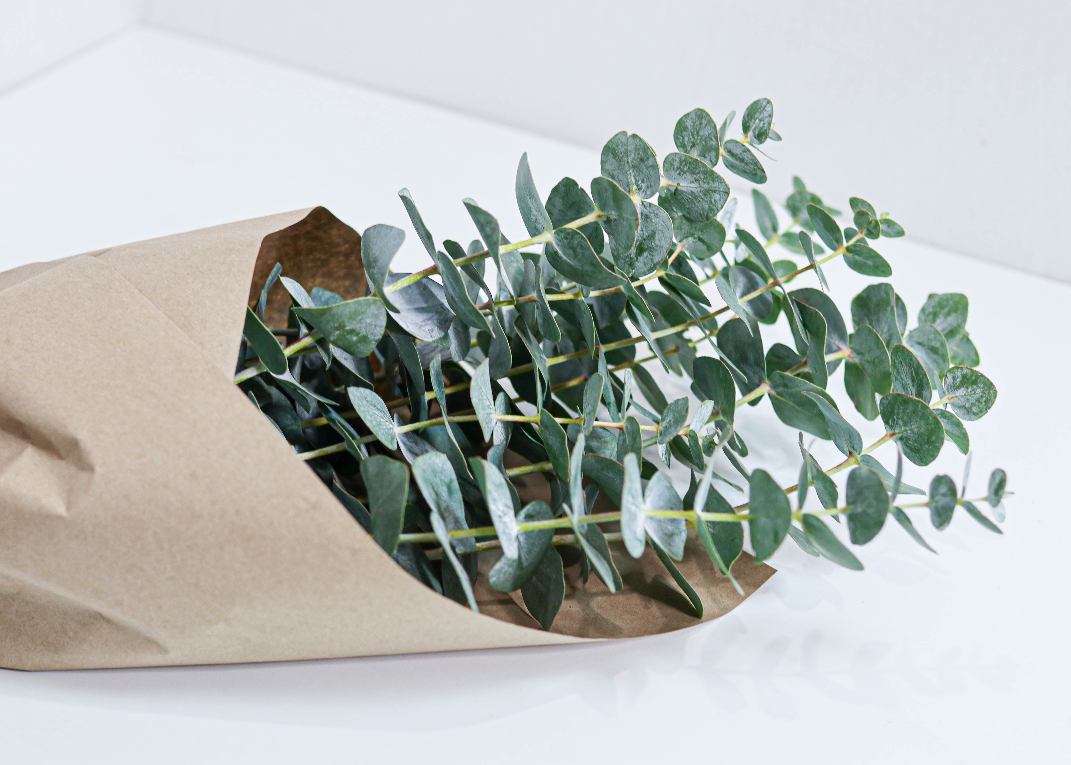 Eucalyptus True Blue