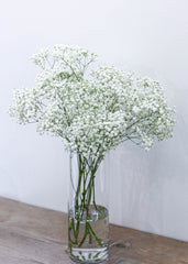 Baby's Breath