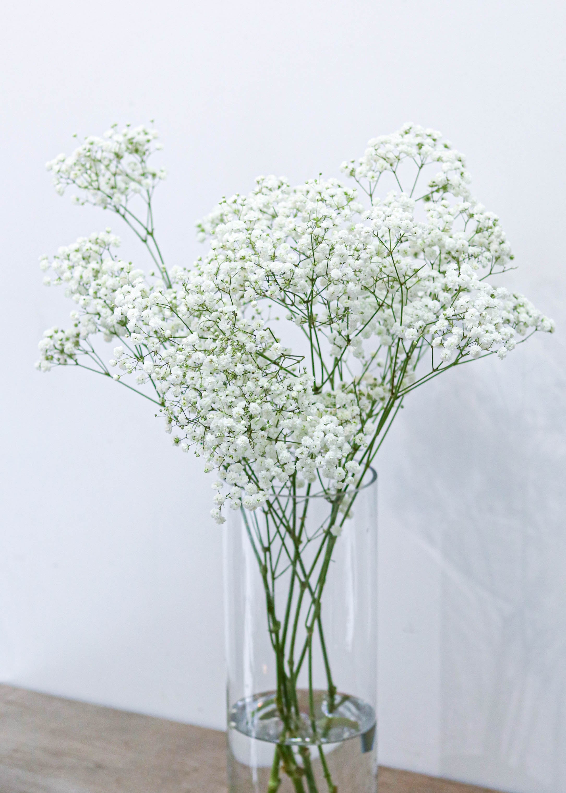 Baby's Breath