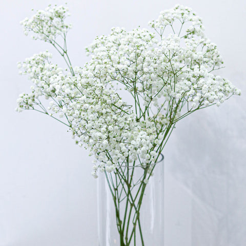 Baby's Breath