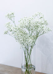 Baby's Breath