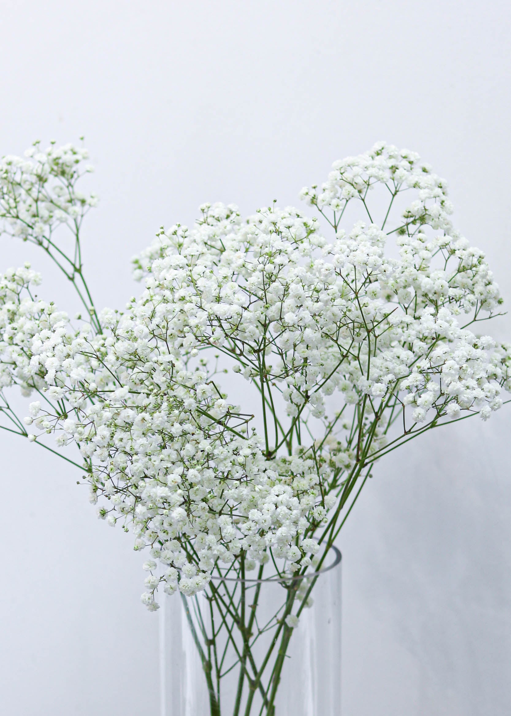 Baby's Breath