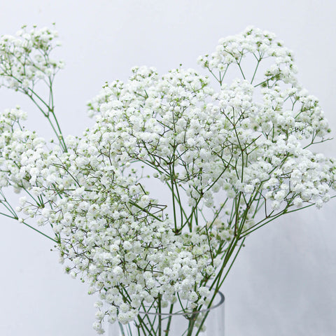 Baby's Breath
