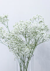 Baby's Breath