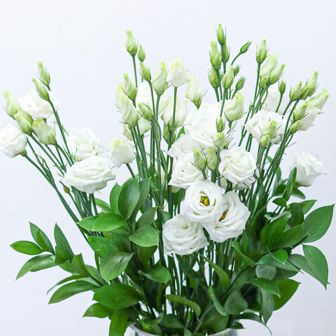 Lisianthus