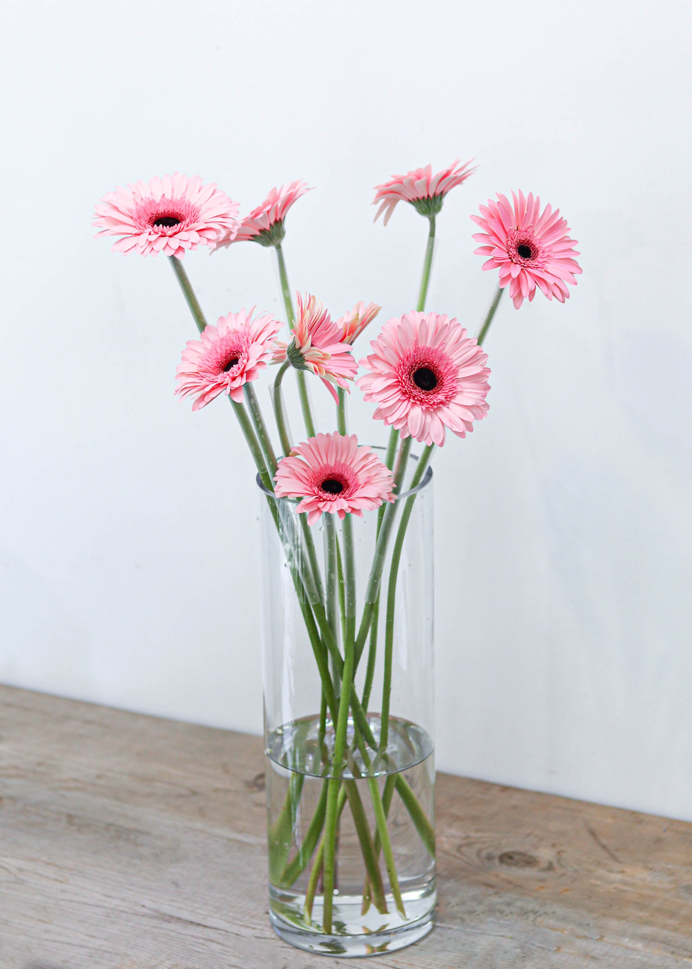Gerbera