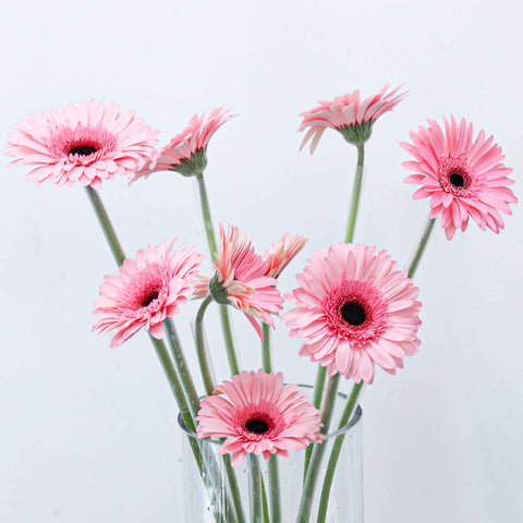 Gerbera