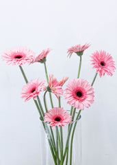 Gerbera
