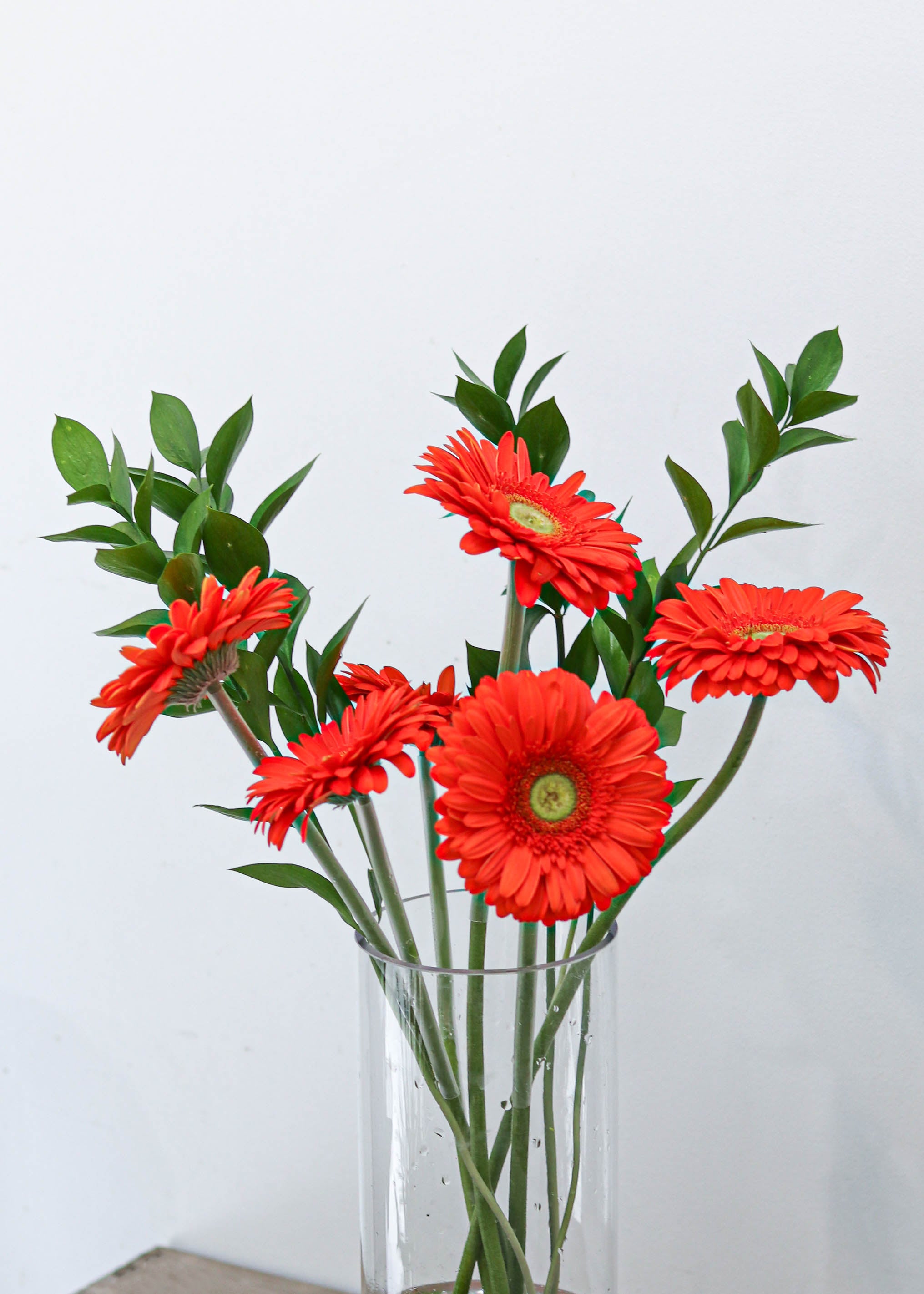 Gerbera