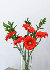 Gerbera
