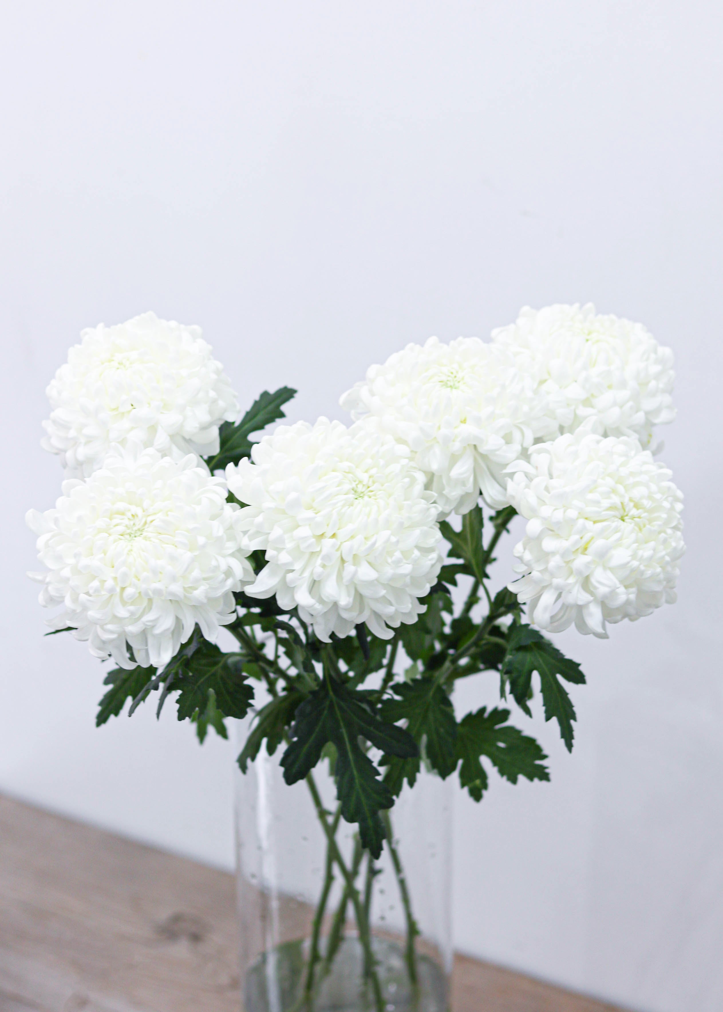 Chrysanthemum (Mum)