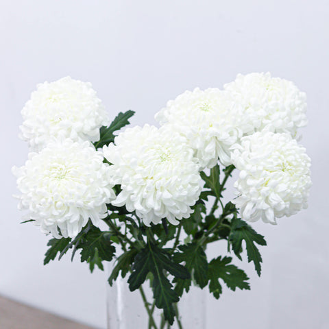 Chrysanthemum (Mum)