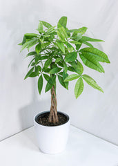 Money Tree (10