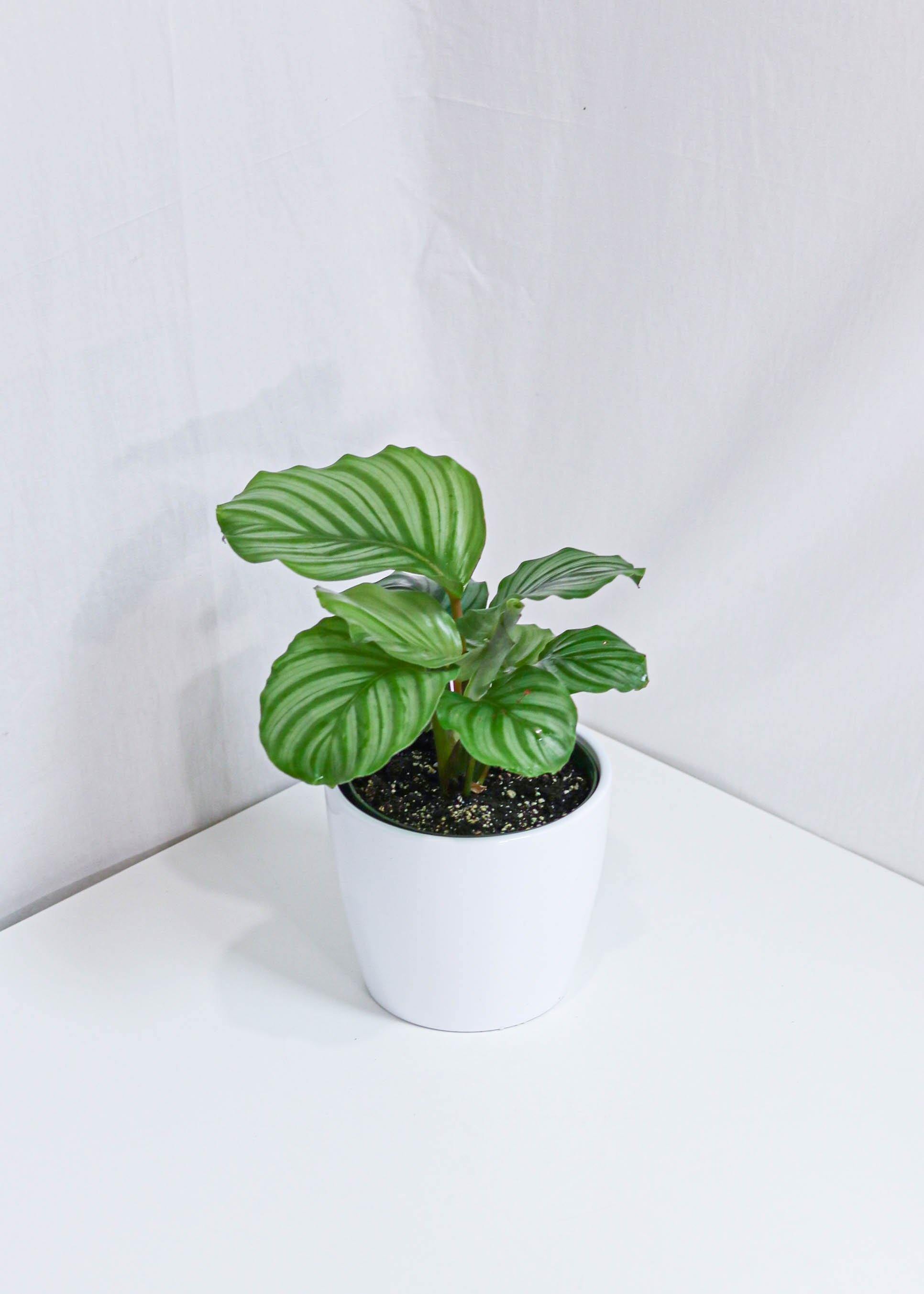 Calathea Orbifolia (6