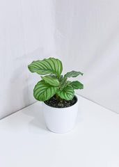Calathea Orbifolia (6