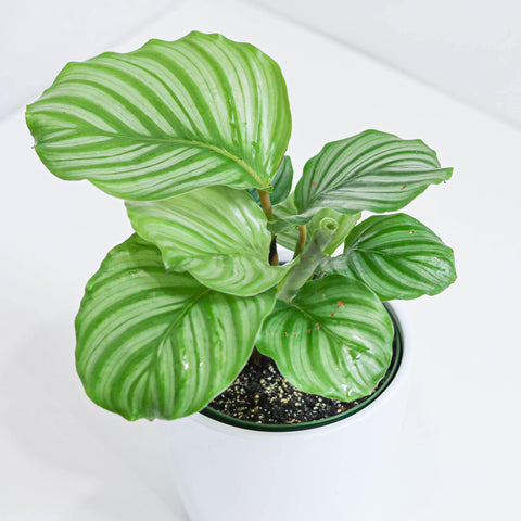 Calathea Orbifolia (6