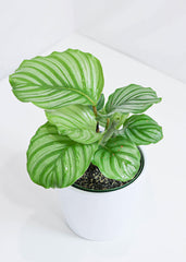 Calathea Orbifolia (6