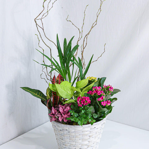 Beauty Dishgarden Basket