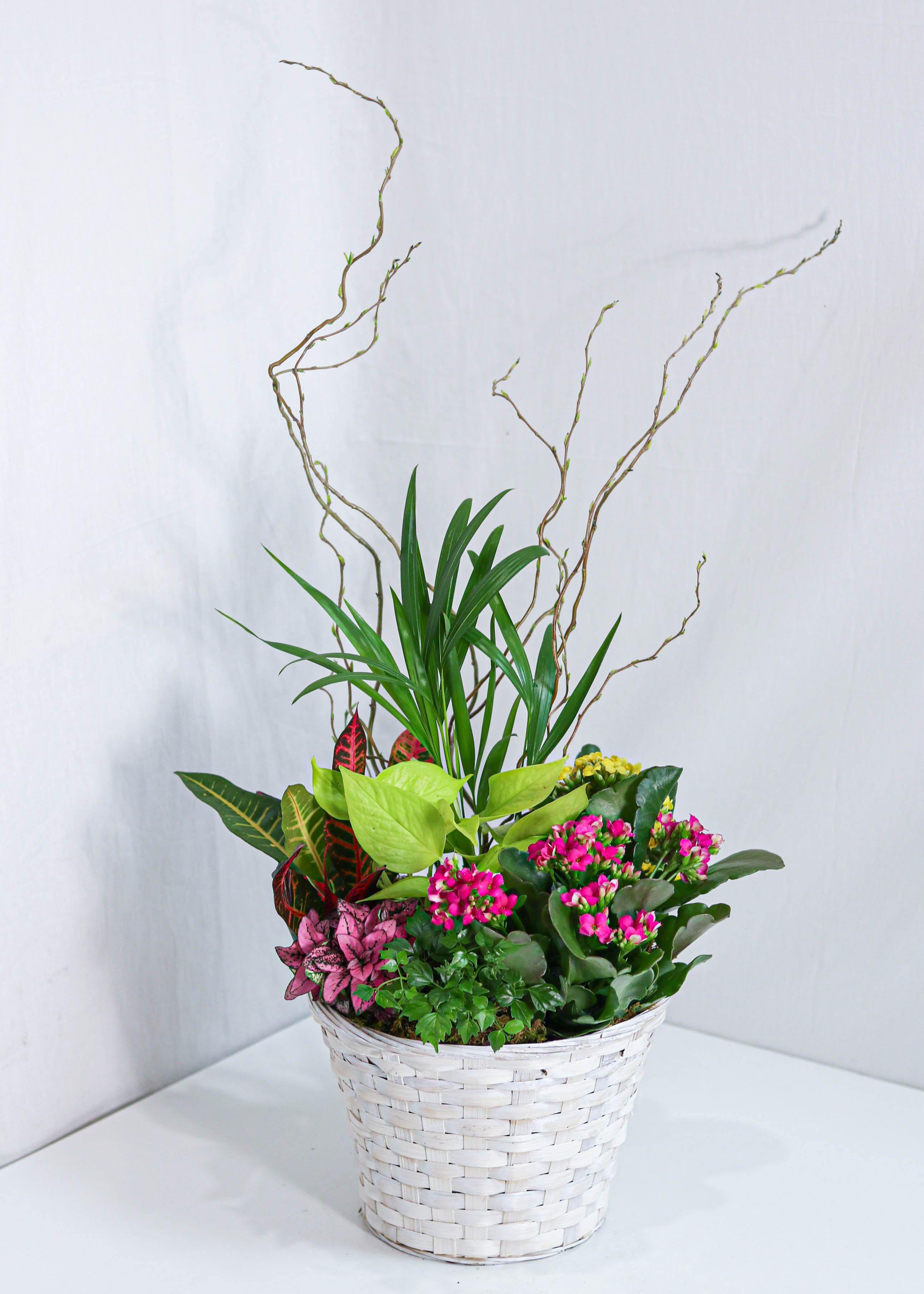 Beauty Dishgarden Basket - Toronto Flower Gallery