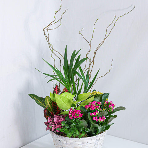 Beauty Dishgarden Basket