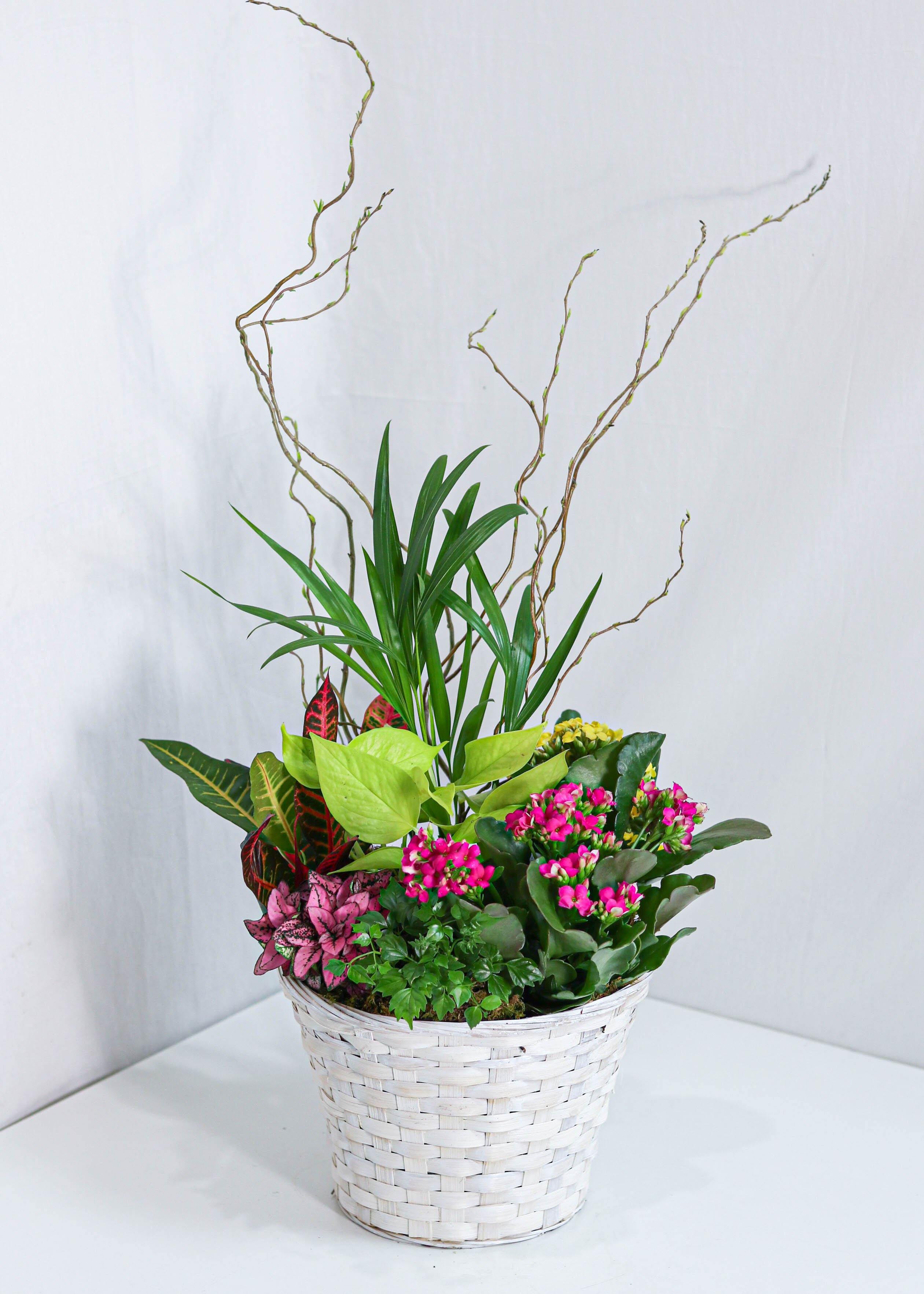 Beauty Dishgarden Basket - Toronto Flower Gallery