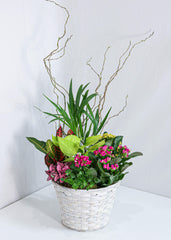 Beauty Dishgarden Basket - Toronto Flower Gallery