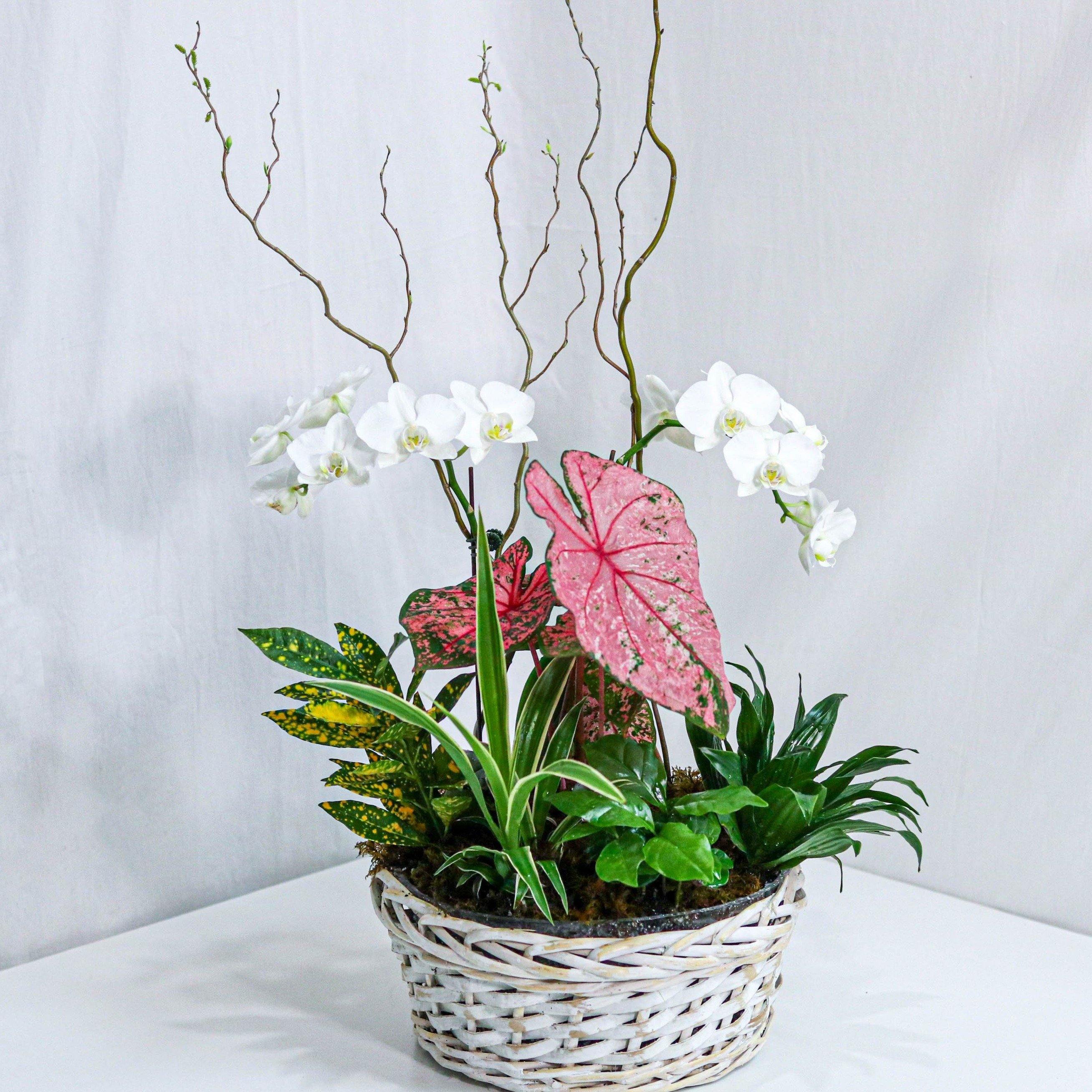 Dream in Pink Dishgarden - Plant - Toronto Flower Gallery