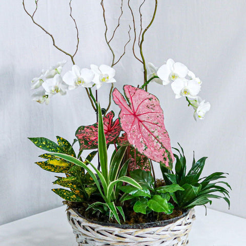 Dream in Pink Dishgarden