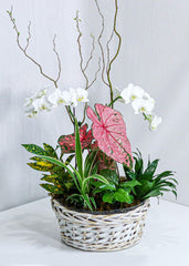 Dream in Pink Dishgarden - Plant - Toronto Flower Gallery