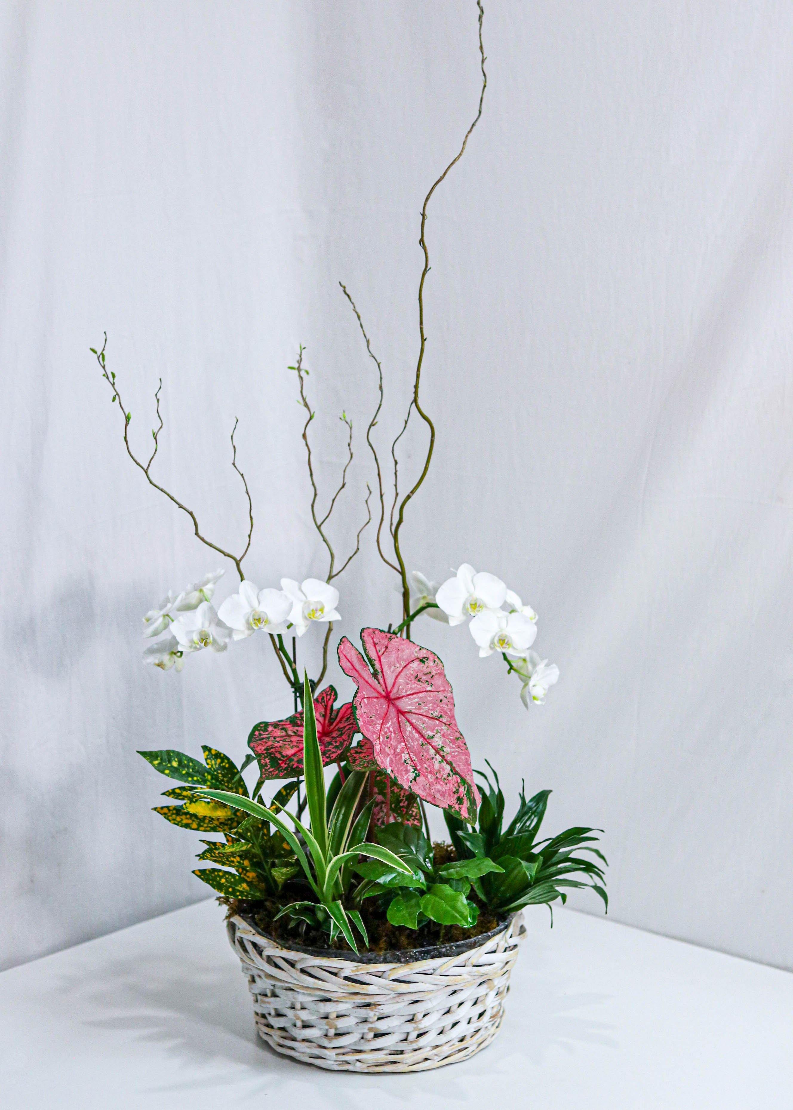 Dream in Pink Dishgarden - Plant - Toronto Flower Gallery