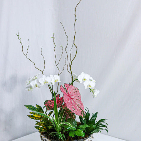 Dream in Pink Dishgarden