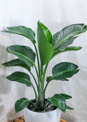 Bird of Paradise (12