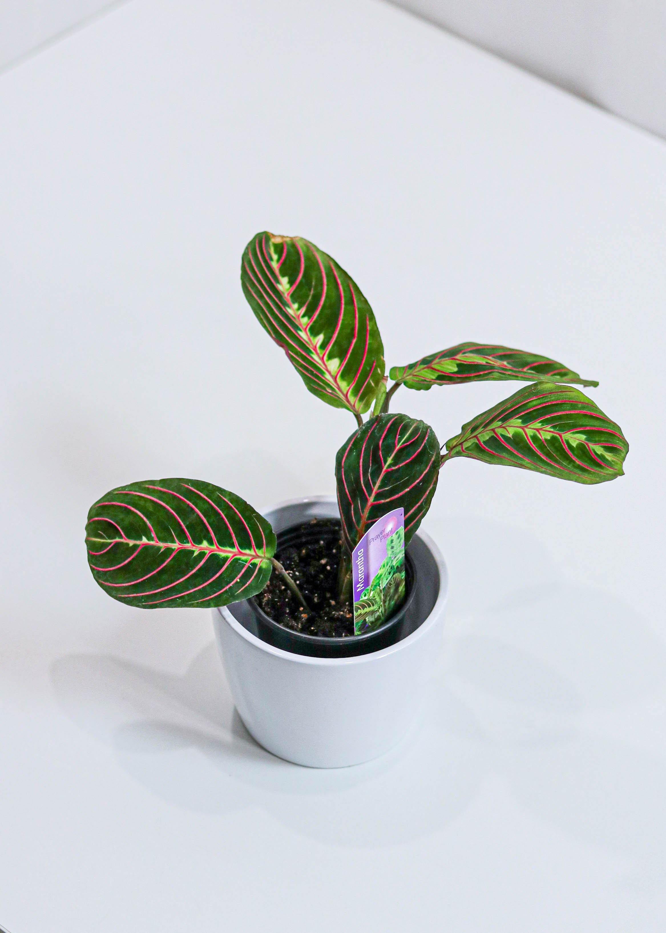 Maranta Prayer Plant (4