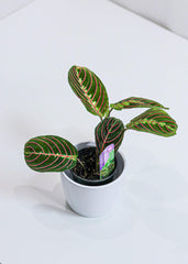 Maranta Prayer Plant (4